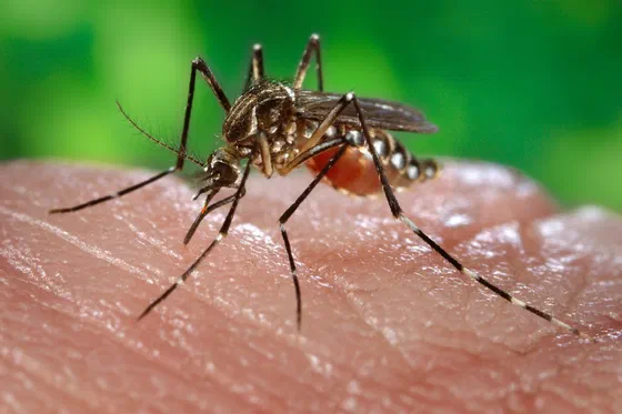 Hembra del mosquito Aedes aegypti, transmisor del dengue.