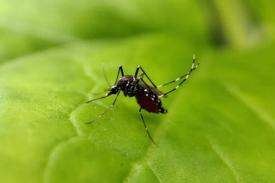 Un mosquito Aedes aegypti, el transmisor del dengue, posado sobre una hoja.
